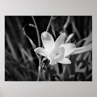 Póster White Lily