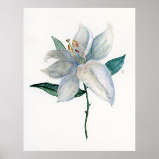 Póster White Lily