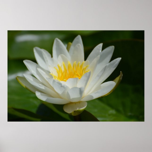 Póster White Lotus Flower (Frente)