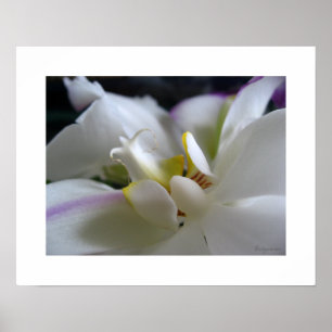 Póster White Orchid 8 Phalaenopsis Poster Art Print