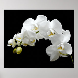 Póster White Orchid Blossom