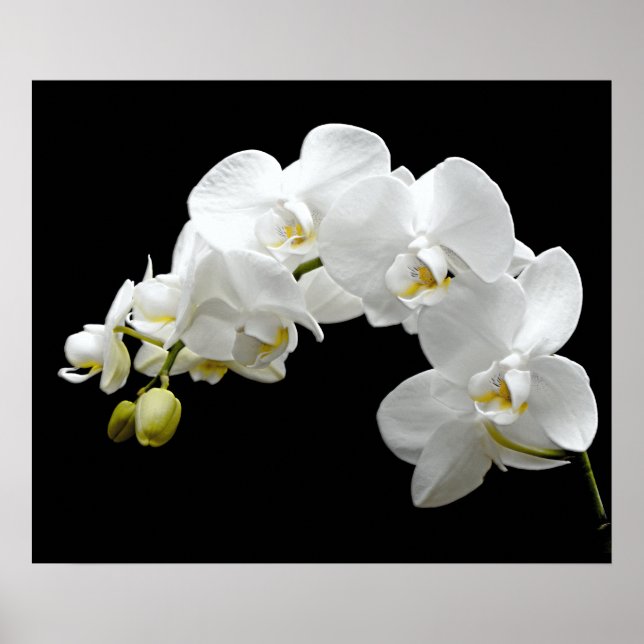 Póster White Orchid Blossom (Frente)