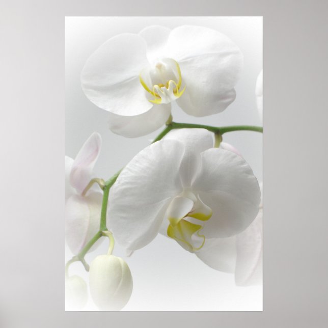 Póster White orchid print (Frente)
