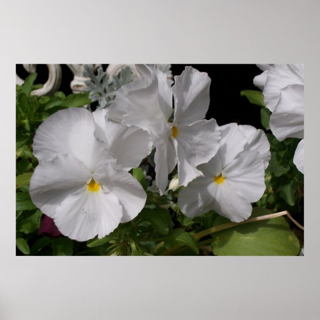 Póster White Pansies (Frente)