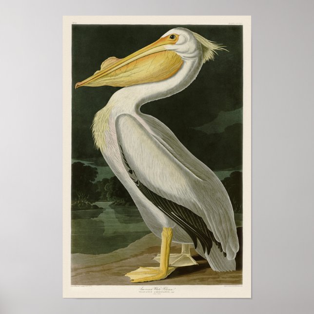 Póster White Pelican John James Audubon Birds of America (Frente)