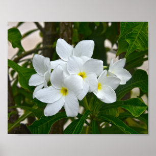 Póster White Plumeria Blossoms