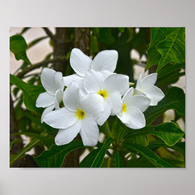 Póster White Plumeria Blossoms (Frente)
