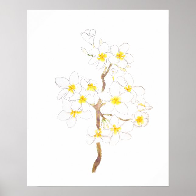 Póster  white Plumeria  frangipani flowers  ink and water (Frente)