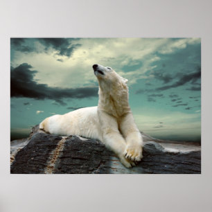 Póster White Polar Bear Hunter on rock