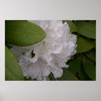 Póster White Rhododendrons Rhododendron Flowers