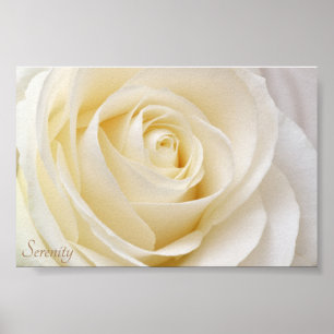 Póster White Rose Serenity