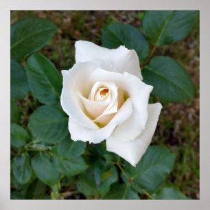 Póster white rosebud