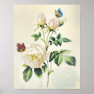 Póster White Roses and Butterflies by Pierre Redoute