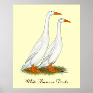Póster White Runner Ducks