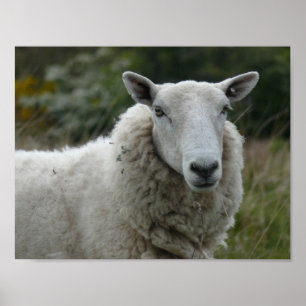Póster White Sheep