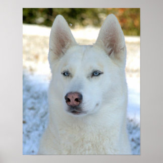 Póster White Siberian Husky poster
