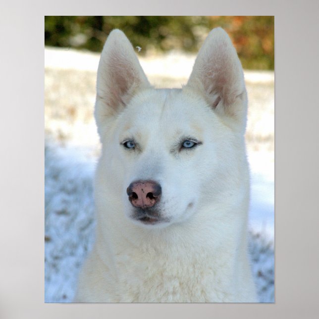 Póster White Siberian Husky poster (Frente)