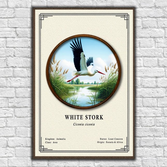 Póster White Stork Zoology Series (Subido por el creador)