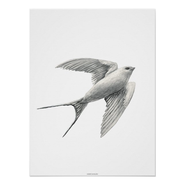 Póster White Swallow (Anverso)
