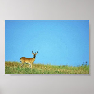 Póster White-tailed deer