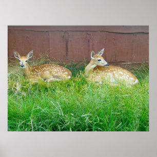Póster White-Tailed Deer Fawns Poster