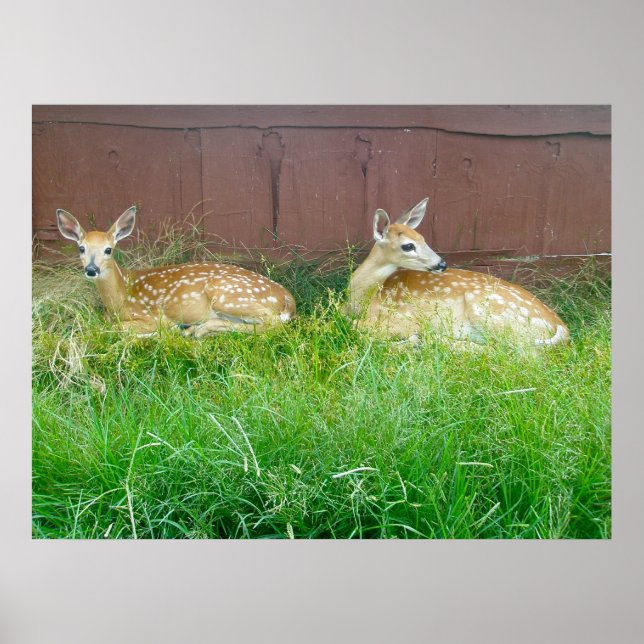 Póster White-Tailed Deer Fawns Poster (Frente)