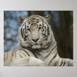 Póster White tiger