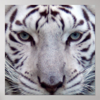 Póster White Tiger Framed Print