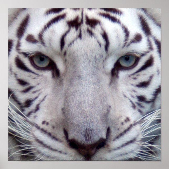 Póster White Tiger Framed Print (Frente)
