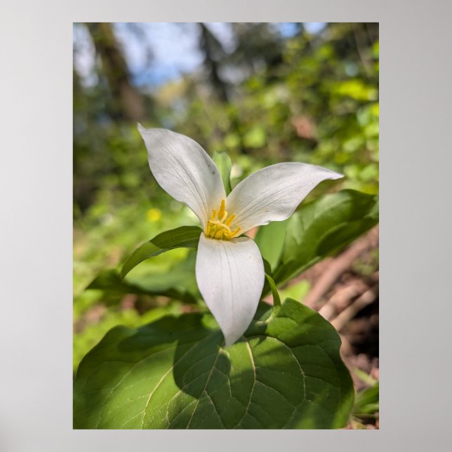 Póster White Trillium Forest Flower Macro (Frente)