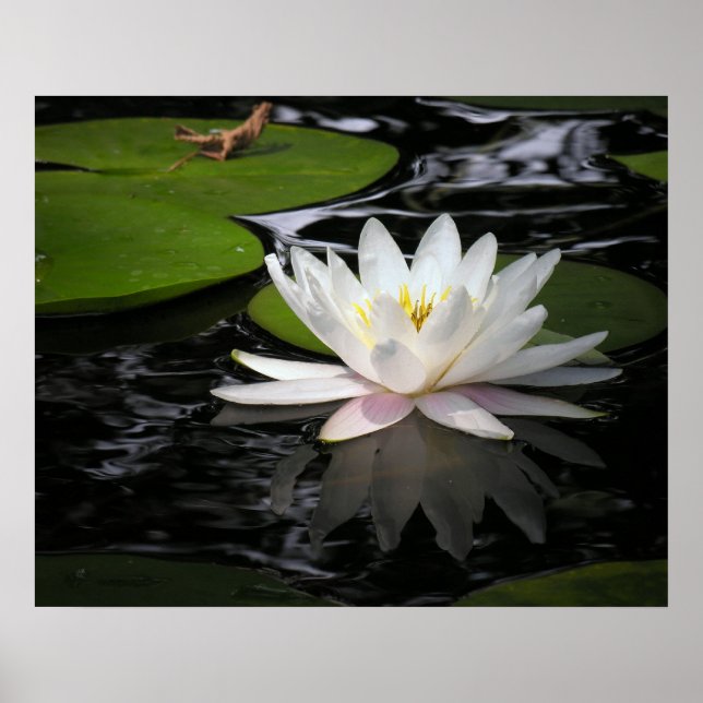 Póster White Waterlily (Frente)