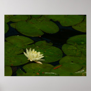 Póster White Waterlily I Peaceful Floral Photography