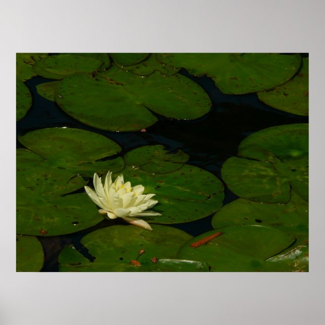 Póster White Waterlily I Peaceful Floral Photography (Frente)