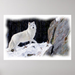PÓSTER WHITE WOLF