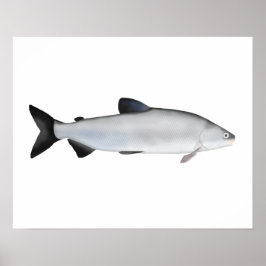 Póster Whitefish