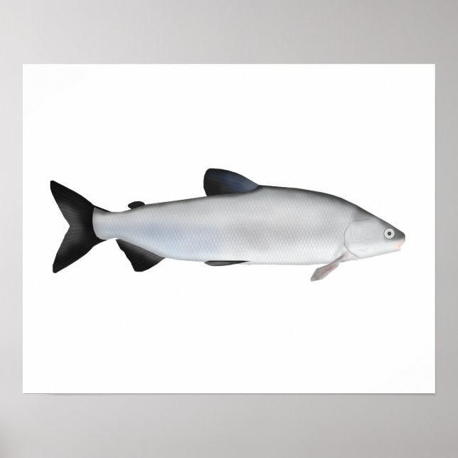 Póster Whitefish (Frente)