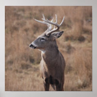 Whitetail Deer