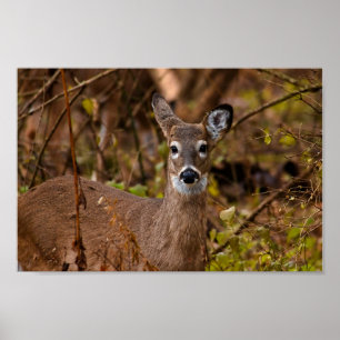 Póster Whitetail Deer