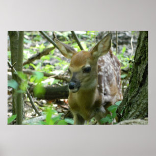Póster Whitetail Deer Fawn (In the Woods) Poster