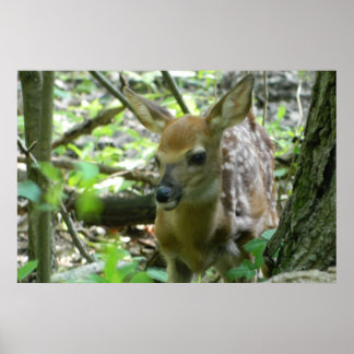 Póster Whitetail Deer Fawn (In the Woods) Poster