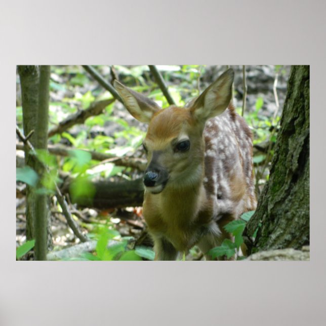 Póster Whitetail Deer Fawn (In the Woods) Poster (Frente)