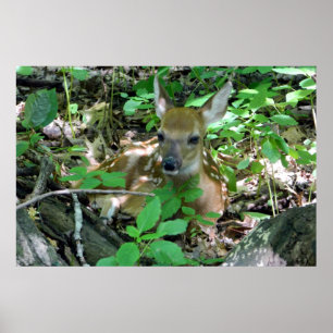 Póster Whitetail Deer Fawn in Woods Poster