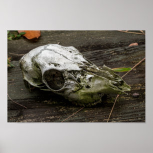 Póster Whitetail Deer Skull