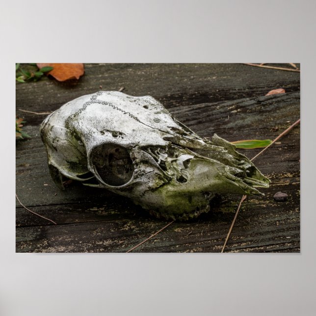 Póster Whitetail Deer Skull (Frente)