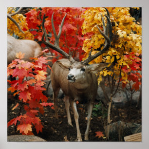 Póster Whitetail En Otoño