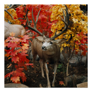 Póster Whitetail En Otoño
