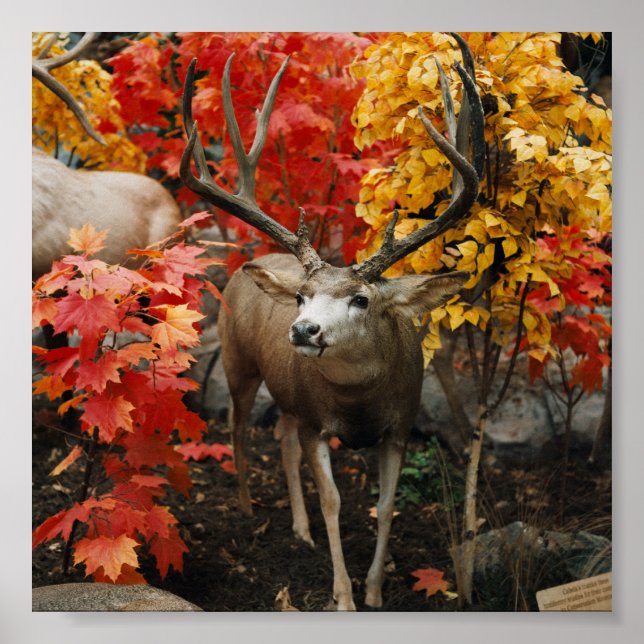 Póster Whitetail En Otoño (Frente)