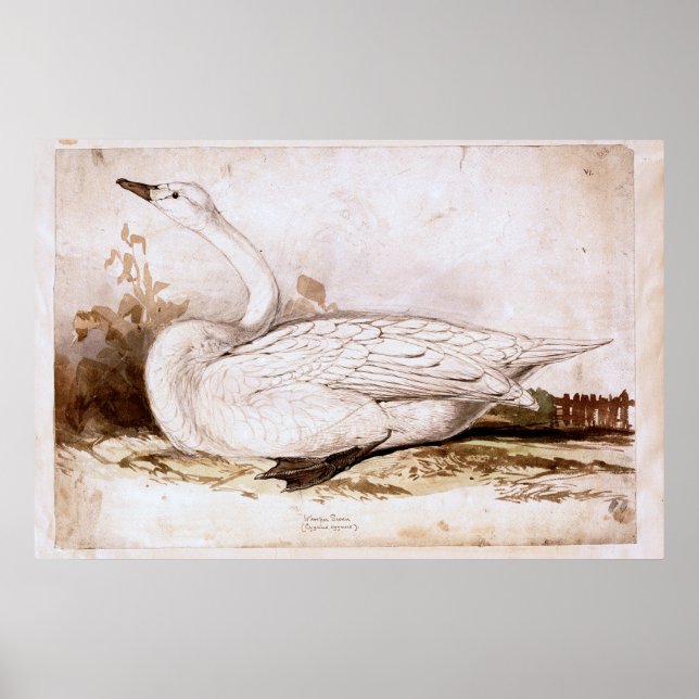 Póster Whooper swan (cygnus cygnus) 1835 , Lear, Edward (Frente)