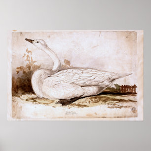 Póster Whooper swan (cygnus cygnus) 1835 , Lear, Edward