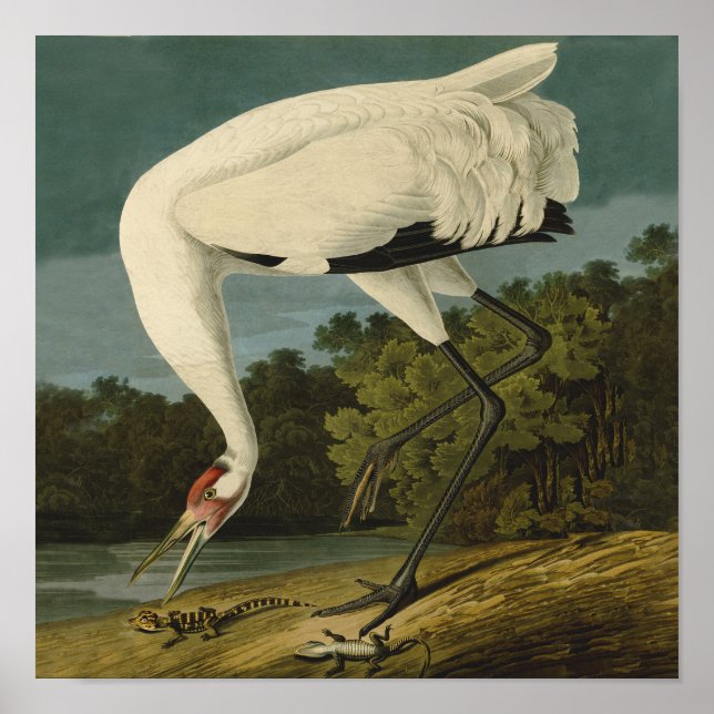 Póster Whooping Crane Audubon Bird Painting (Frente)
